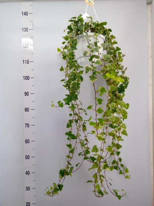 <h4>Hedera helix 'White Wonder'</h4>