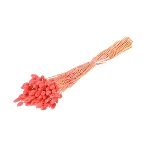 Phalaris Bleached Pink
