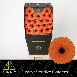 GE MI CARAMBA Diamond per kaart Mini