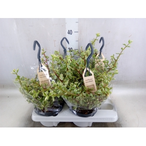 Portulacaria afra 'Variegata'