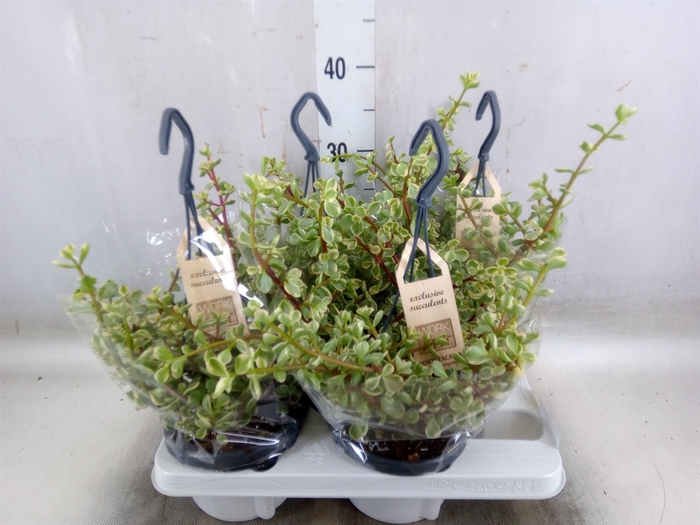 <h4>Portulacaria afra 'Variegata'</h4>