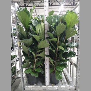 Ficus lyrata