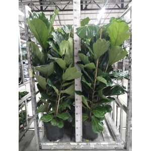 Ficus lyrata