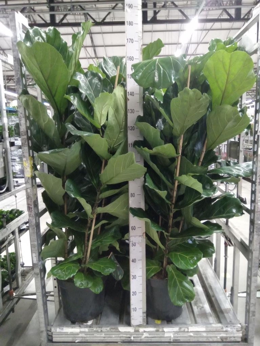 <h4>Ficus lyrata</h4>
