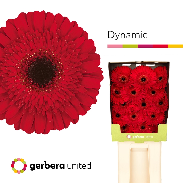 <h4>Gerbera Dynamic Diamond</h4>