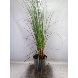 Cortaderia sell. 'Pumila'