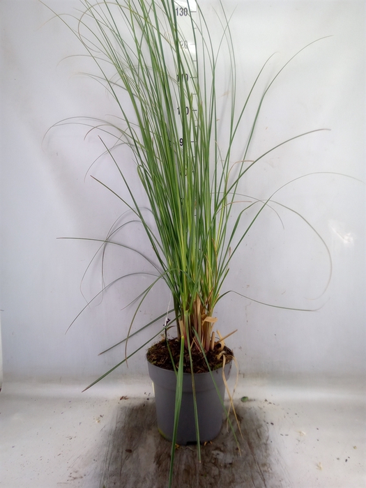 <h4>Cortaderia sell. 'Pumila'</h4>