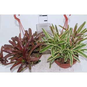 BROMELIA FIREBALL C21