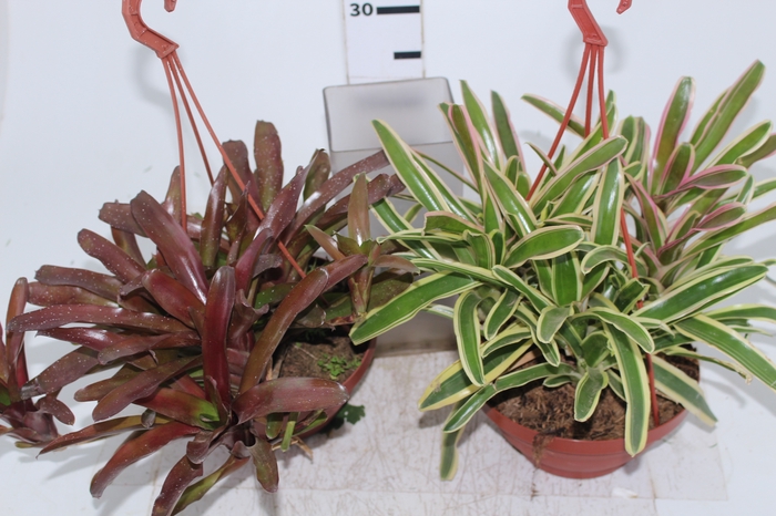 BROMELIA FIREBALL C21