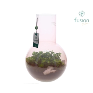 Green Bottle Suzanne Large Smoky Pink met Peperomia