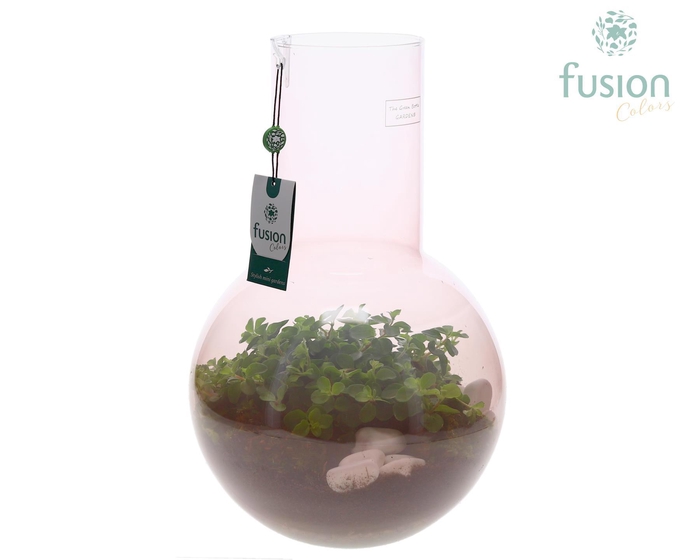 <h4>Green Bottle Suzanne Large Smoky Pink met Peperomia</h4>