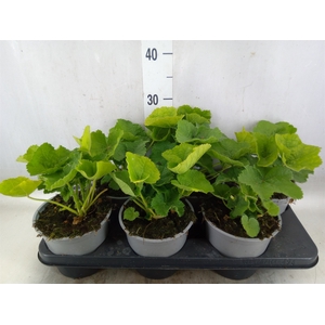 Alcea rosea