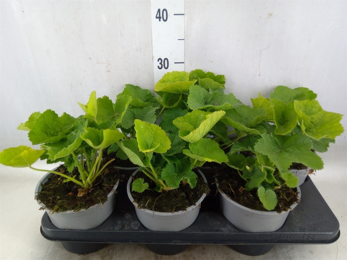 <h4>Alcea rosea</h4>