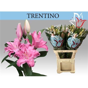 Li Or Trentino 5+