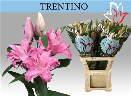 <h4>Li Or Trentino 5+</h4>