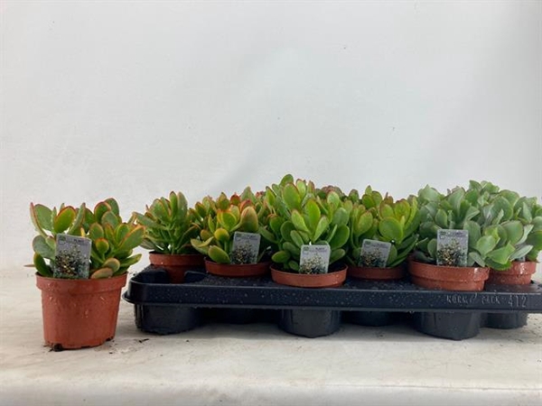 Crassula 10,5Ø 15cm