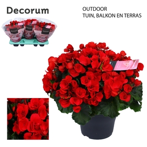 Betulia red 19cm outdoor Decorum