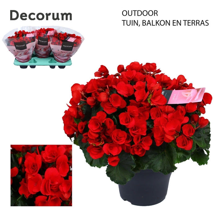 <h4>Betulia red 19cm outdoor Decorum</h4>