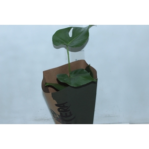 MONSTERA DELICIOSA P16