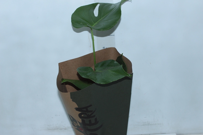 <h4>MONSTERA DELICIOSA P16</h4>