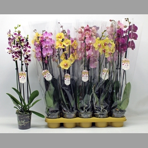 PHAL GEM