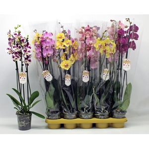 PHAL GEM