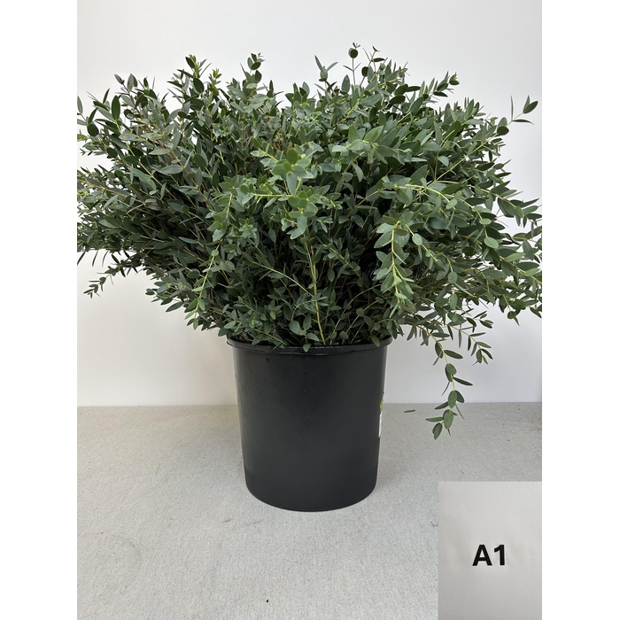 <h4>EUC PARVIFOLIA PB</h4>