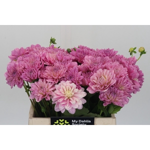 Dahlia Pink Pop