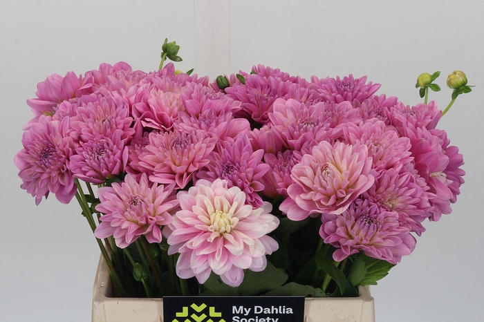 <h4>Dahlia Pink Pop</h4>