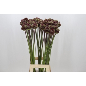 Allium ameth. 'Red Mohican'