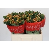 Hypericum Mellow Romance