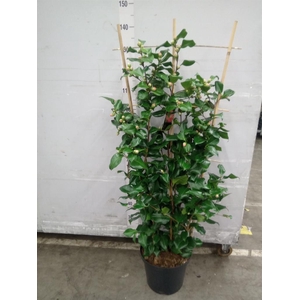 Camellia japonica 'Dr King'