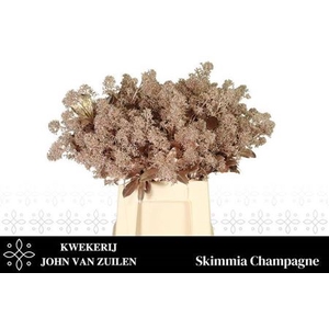 Skim Ov Bs Champagne Klb