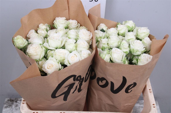 <h4>R Tr Miss Bombastic</h4>