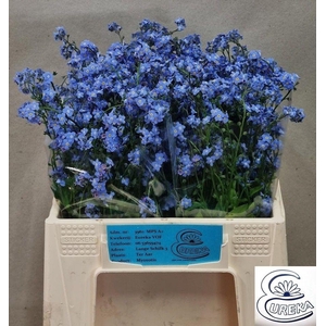 MYOS AL BLUE MEMORY