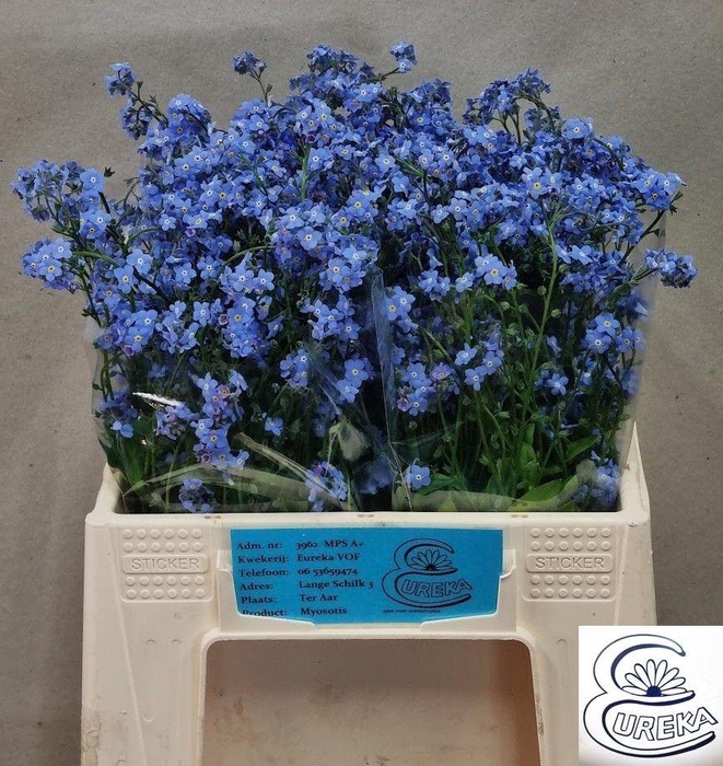 <h4>MYOS AL BLUE MEMORY</h4>