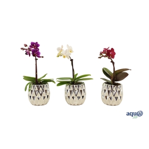 Dolomite Quartz Silver Tiny Dolls Mix 1T7+ Aqu@