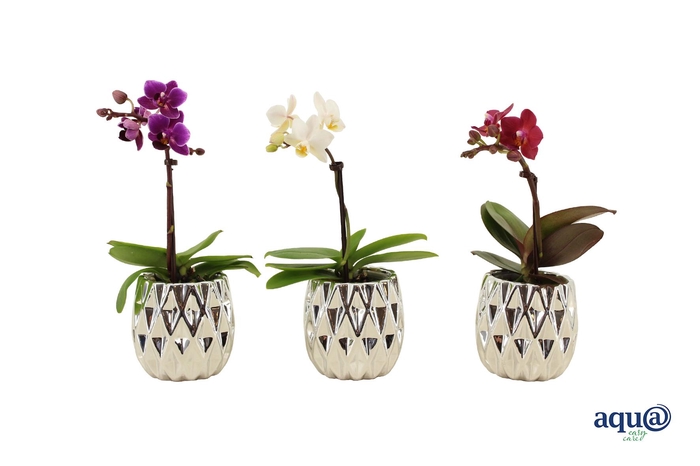 <h4>Dolomite Quartz Silver Tiny Dolls Mix 1T7+ Aqu@</h4>