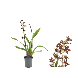 Inca Cambria Pacific Twilight 2 spike 9cm