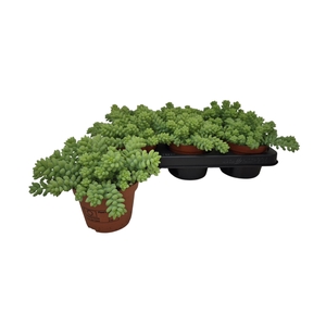 SEDUM BURRITO