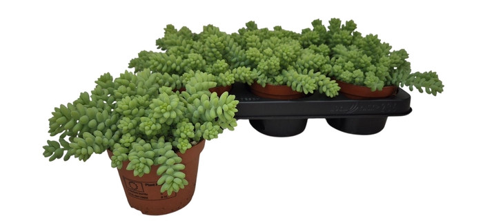 <h4>SEDUM BURRITO</h4>