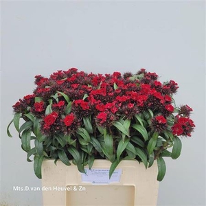 Di Barb B Diep Rood