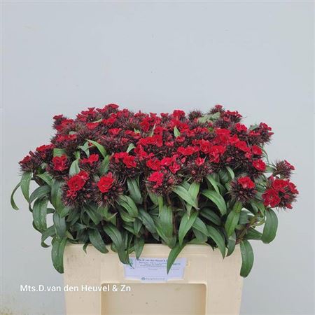 <h4>Di Barb B Diep Rood</h4>
