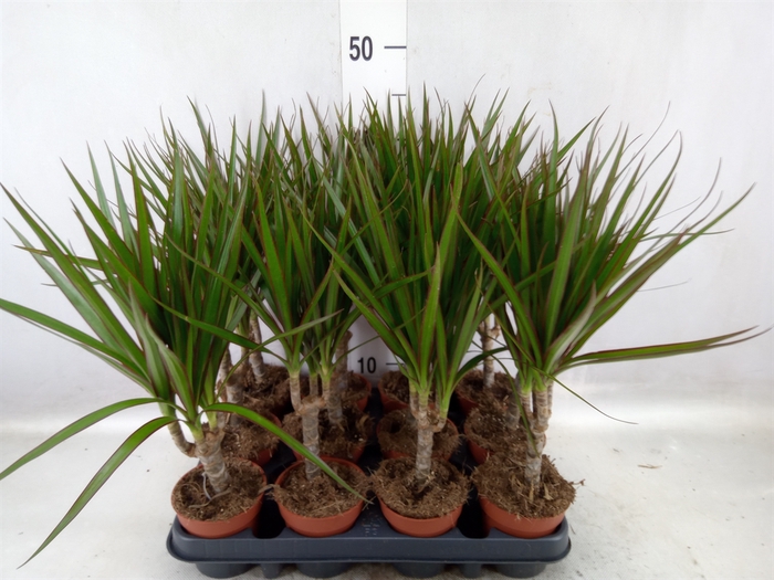 <h4>Dracaena marg.</h4>