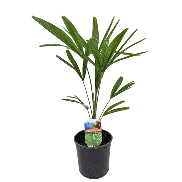 <h4>Trachycarpus fortunei</h4>