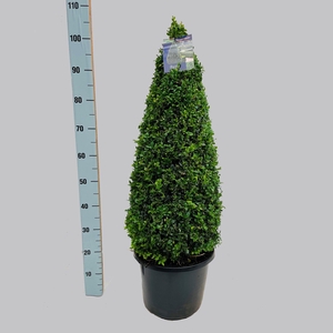 Buxus semp. pyr 70-80