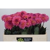 Dahlia Esli