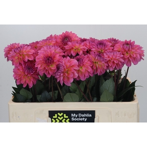 Dahlia Esli