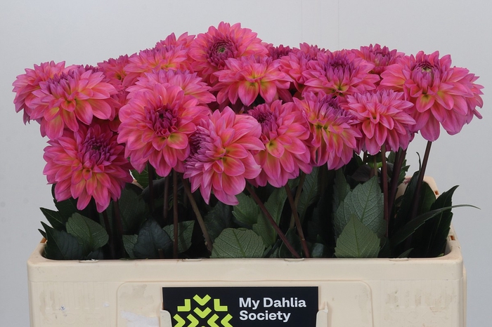 Dahlia Esli