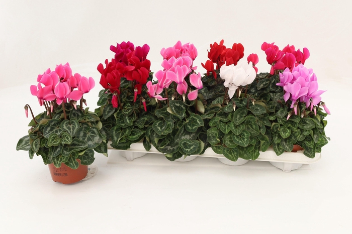 Cyclamen Midi Mix
